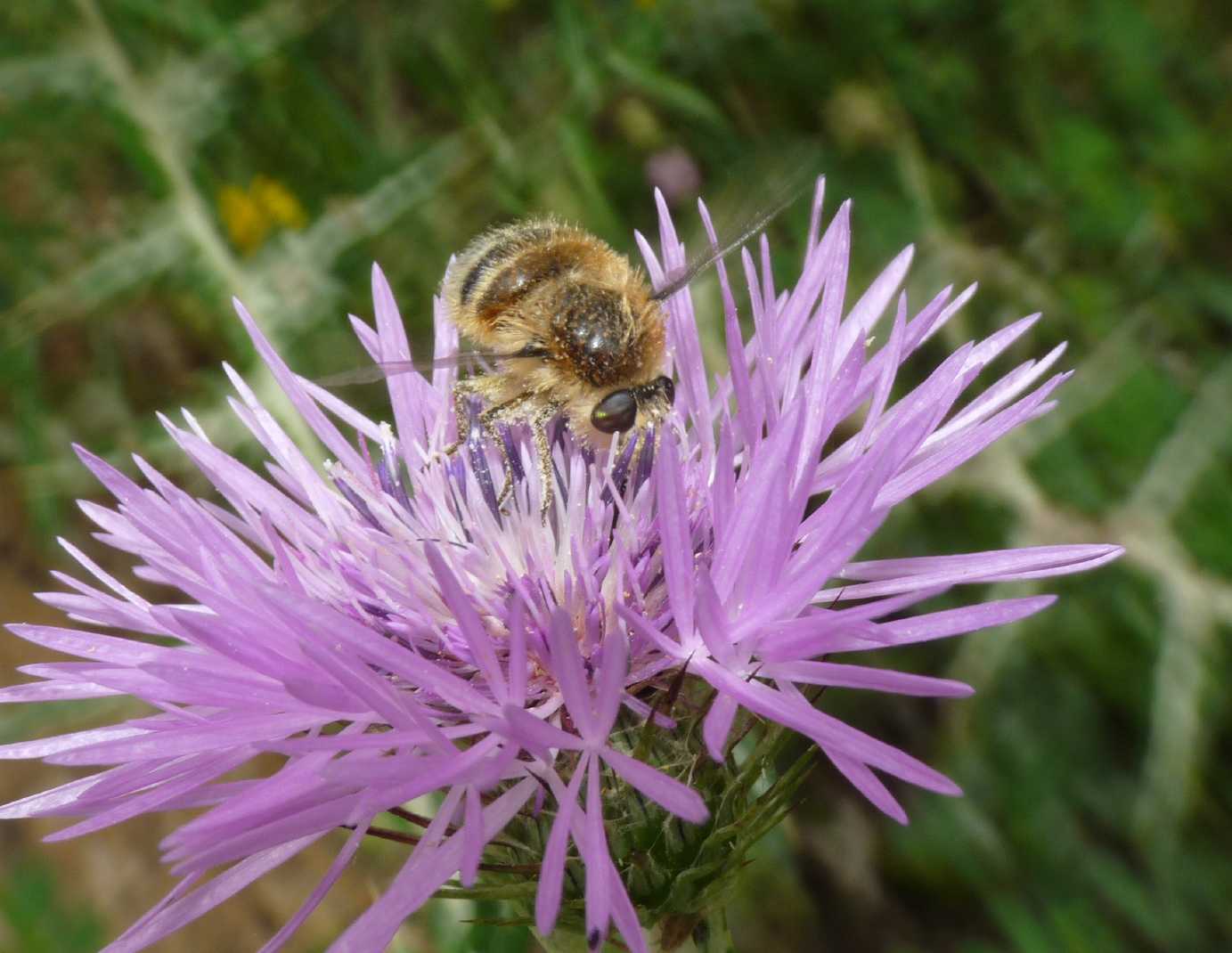 Nemestrinidae: Fallenia fasciata